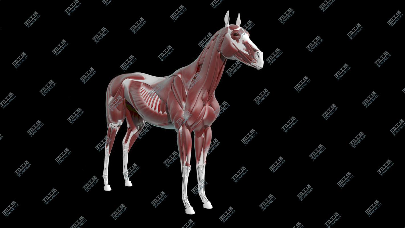 images/goods_img/2021040161/Horse Anatomy/1.jpg